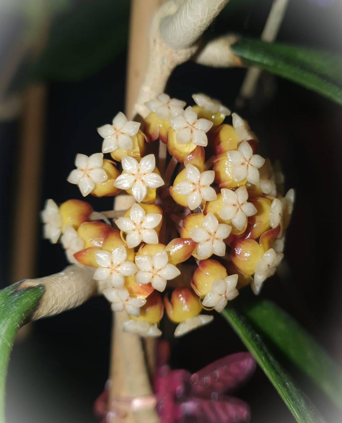 The story of hoya Finlaysonii sp. Chicken Farm splash leaves The story of hoya Finlaysonii sp. Chicken Farm splash leaves